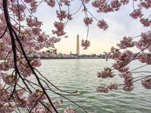 Washington Monument Desktop HD Wallpaper 1430x1073px