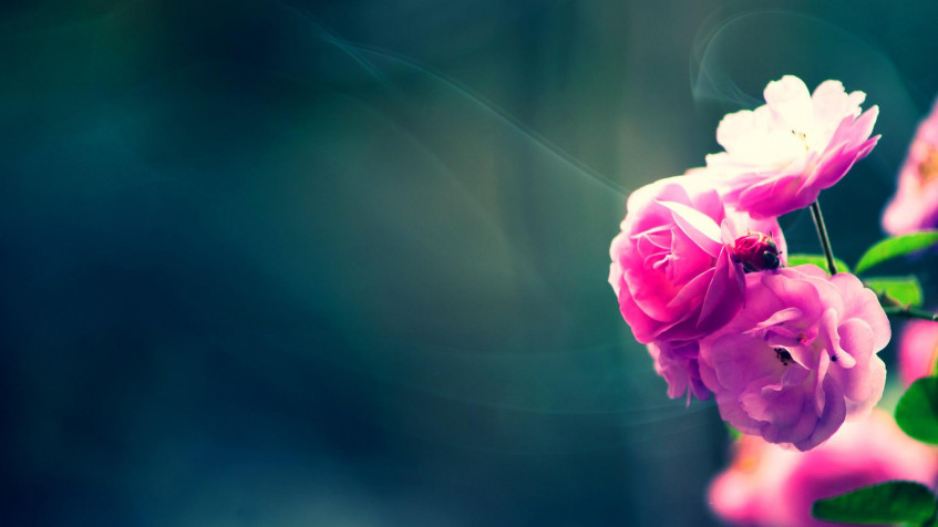 Floral Full HD 1080p Wallpaper 1920x1080px