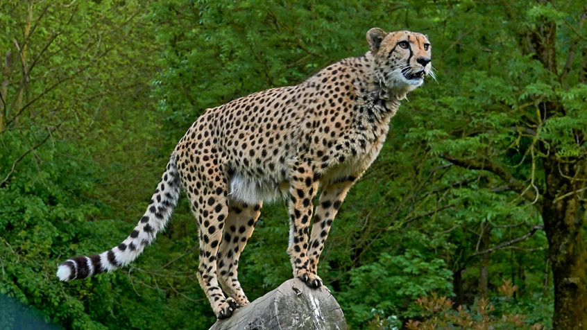 Gepard 4k UHD Wallpaper 3840x2160px