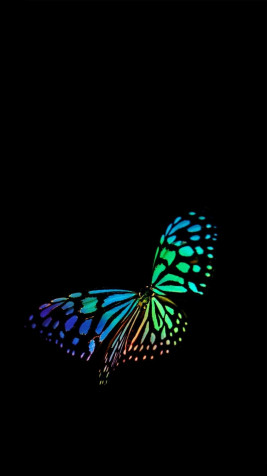 Butterfly Wallpaper for Mobile 1080x1920px