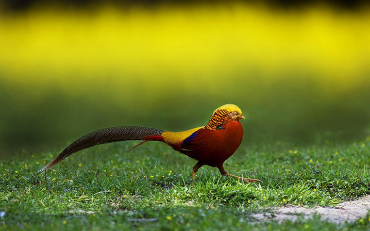 Golden Pheasant Widescreen HD Wallpaper 1920x1200px