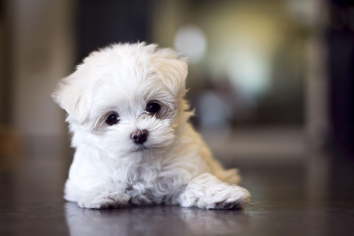 Maltese Dog MacBook Background 2592x1728px