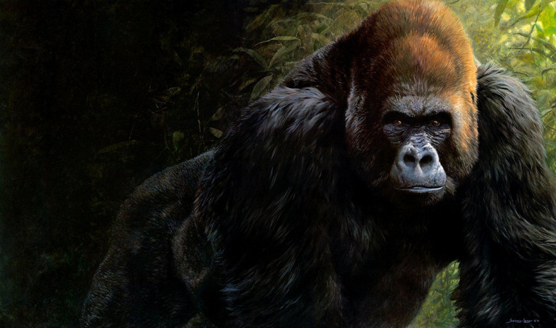 Gorilla HD Background 1920x1133px