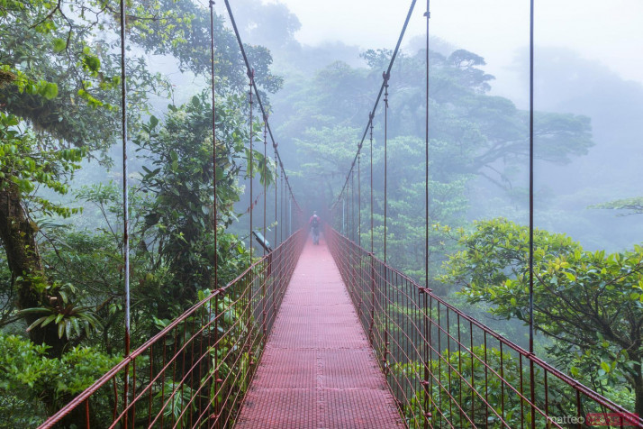 Monteverde Cloud Forest MacBook Background 1600x1067px