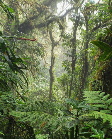 Monteverde Cloud Forest Wallpaper for iPhone 1440x1793px