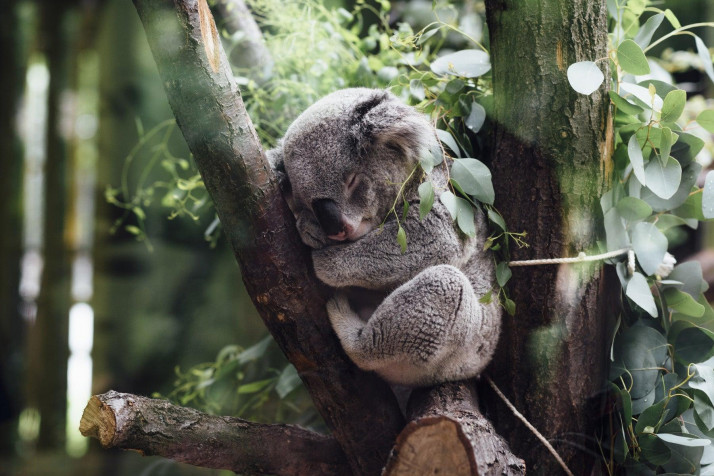 Koala Laptop Background 1800x1200px