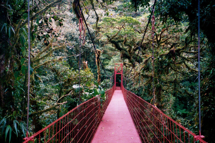 Monteverde Cloud Forest HD Background 1536x1024px