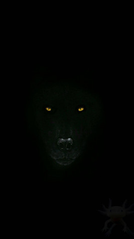 Black Wolf iPhone Background Image 1080x1920px