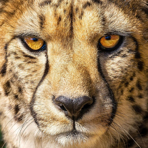 Gepard iPhone Wallpaper 1024x1024px