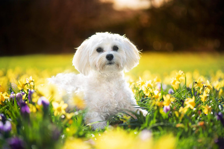 Maltese Dog Background Image 2000x1334px