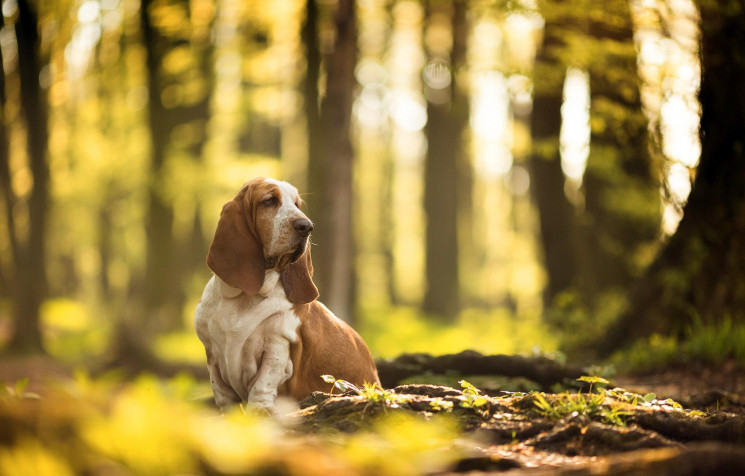 Basset Hound Dog Background Image 2048x1308px