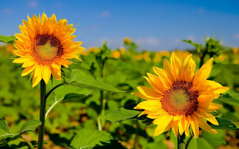 Sunflower MacBook Wallpaper 1600x1000px