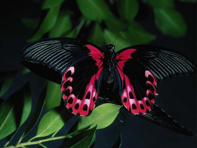 Butterfly Background Image 1600x1200px