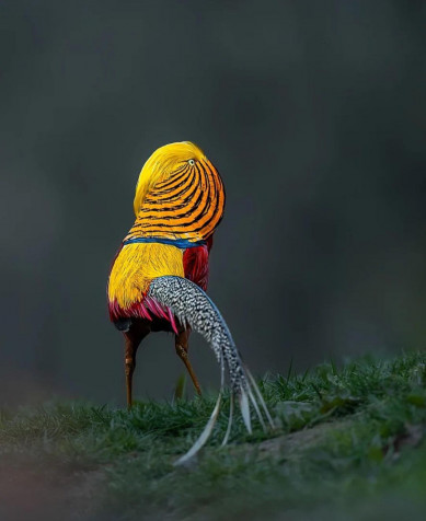 Golden Pheasant Phone Background 1080x1320px