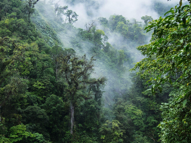 Monteverde Cloud Forest Laptop Background 1920x1440px