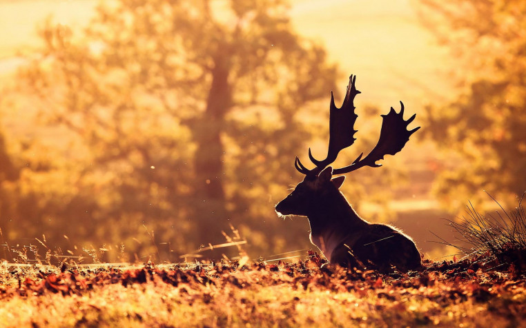 Deer Widescreen HD Wallpaper 1920x1200px