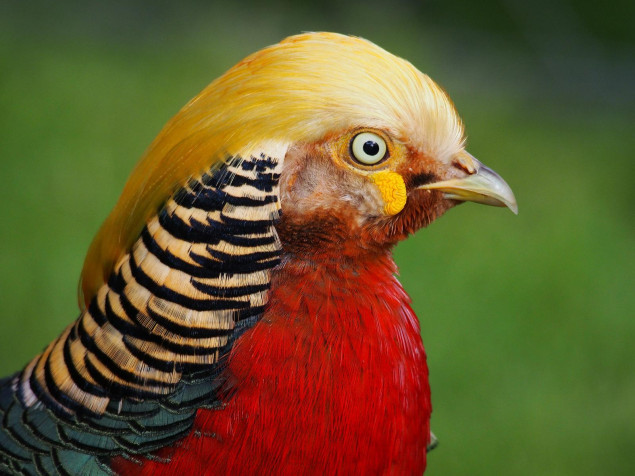 Golden Pheasant Background Image 1600x1200px