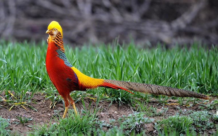 Golden Pheasant Widescreen HD Wallpaper 1920x1200px