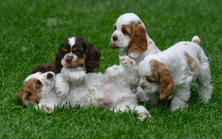 Charles Spaniel Dog Wallpaper Image 1680x1050px