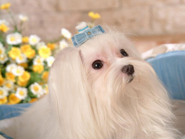 Maltese Dog HD Background 1024x768px