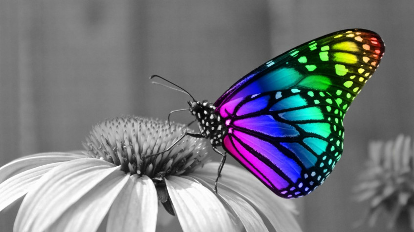 Butterfly Full HD 1080p Wallpaper 1920x1080px