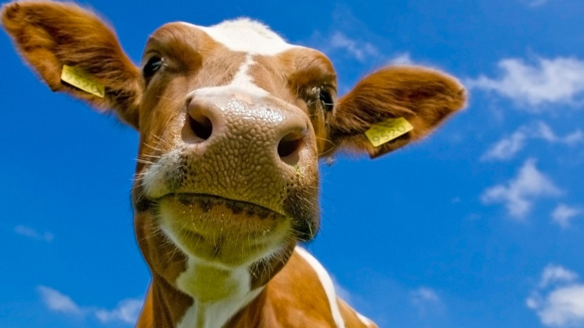 Cow Full HD 1080p Wallpaper 1920x1080px