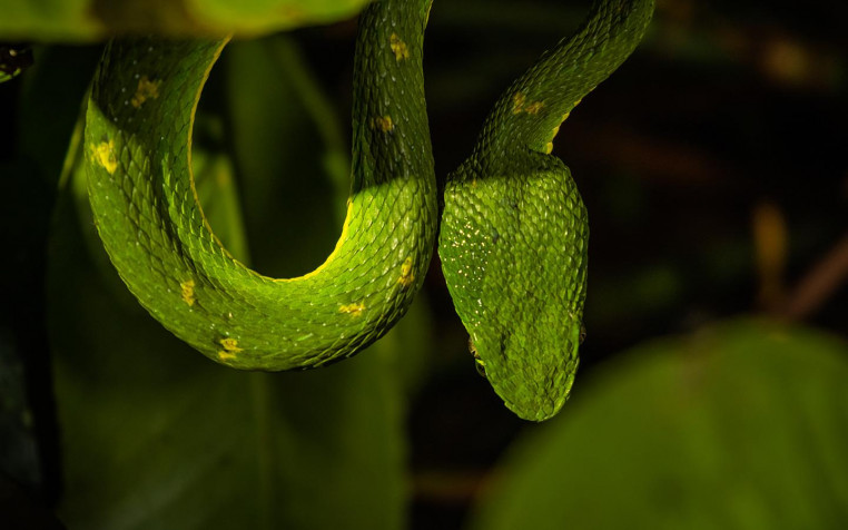 Monteverde Cloud Forest Background Image 1440x900px