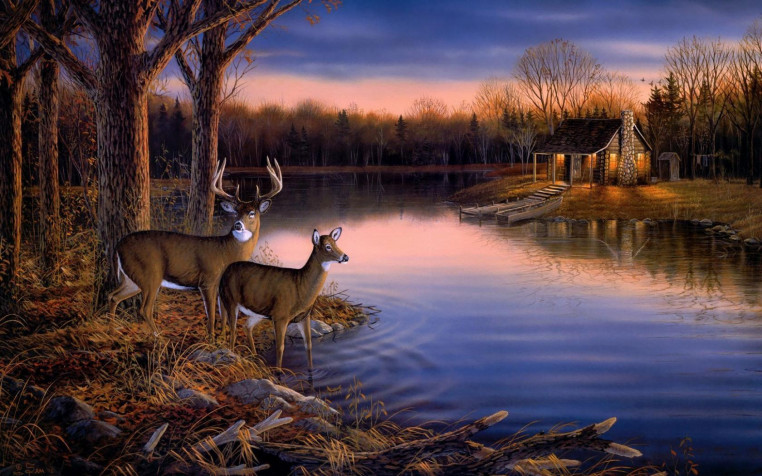 Deer Desktop Wallpaper 1680x1050px