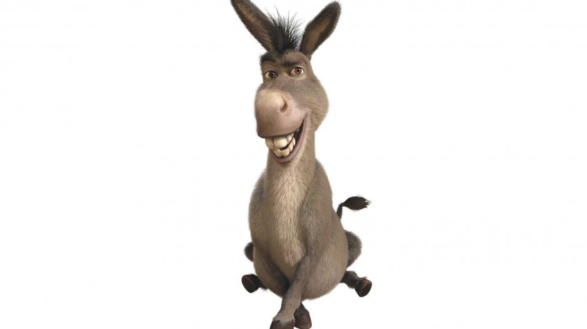 Donkey Full HD 1080p Wallpaper 1920x1080px