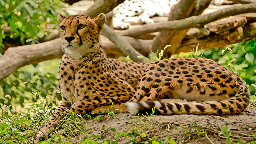 Gepard 4k UHD Wallpaper 3840x2160px