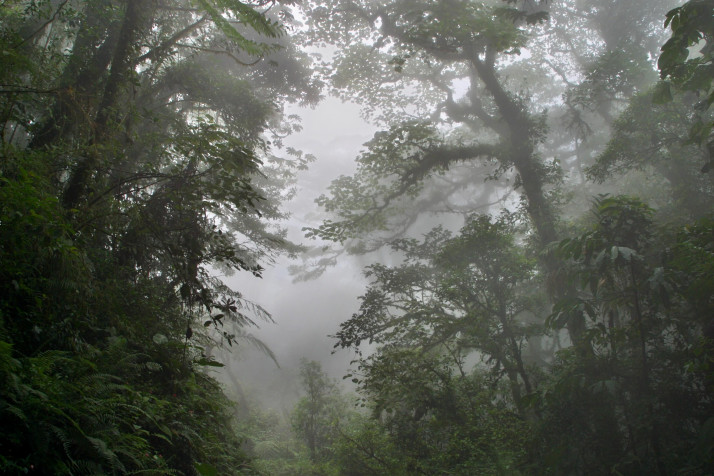 Monteverde Cloud Forest Laptop Wallpaper 3072x2048px