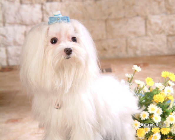 Maltese Dog Background Image 1280x1024px