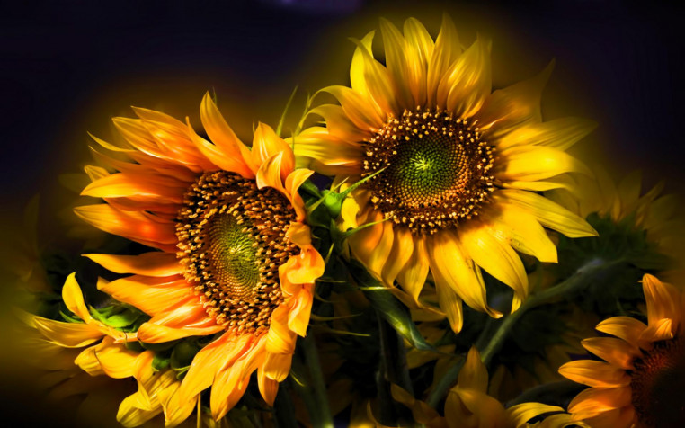 Sunflower Widescreen HD Wallpaper 1920x1200px