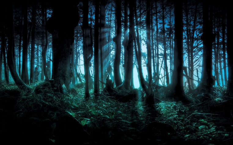 Dark Forest Widescreen HD Wallpaper 1920x1200px