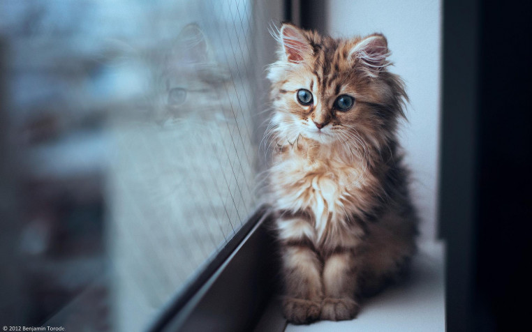 Cat Hd Widescreen HD Wallpaper 1920x1200px