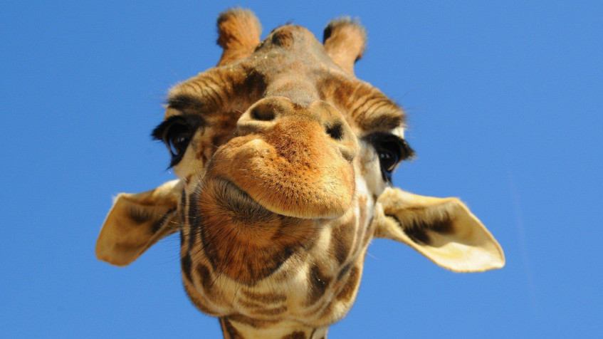 Giraffe Full HD 1080p Wallpaper 1920x1080px