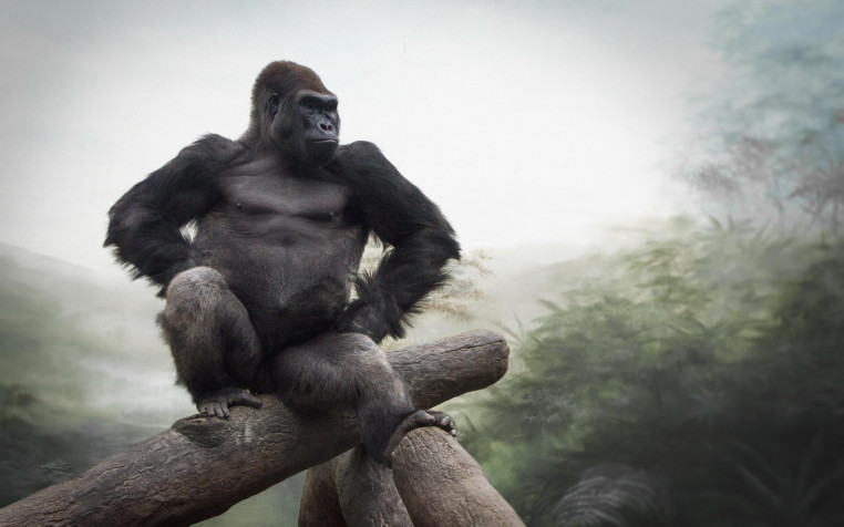 Gorilla Widescreen HD Wallpaper 1920x1200px