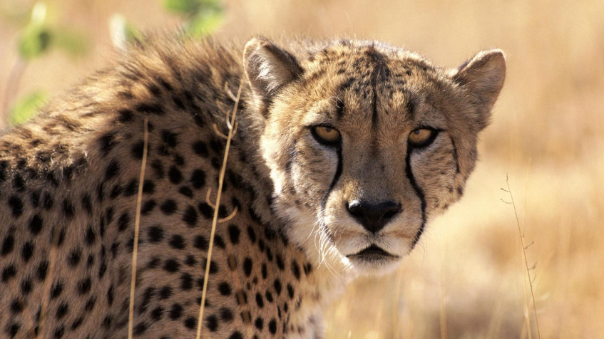 Gepard Full HD 1080p Wallpaper 1920x1080px