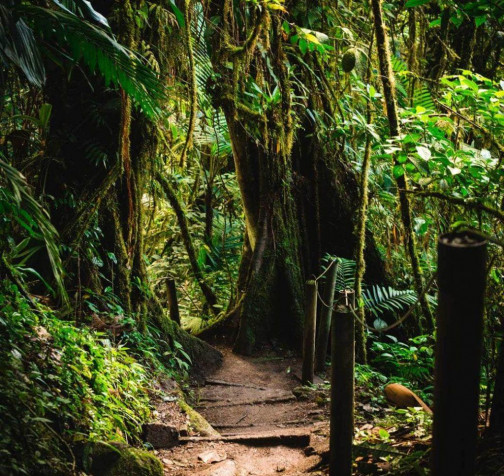 Monteverde Cloud Forest Wallpaper Image 1024x968px