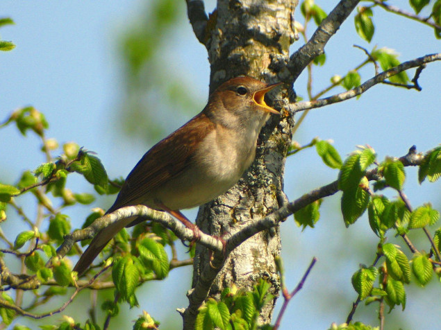 Nightingale Desktop Wallpaper 1600x1200px