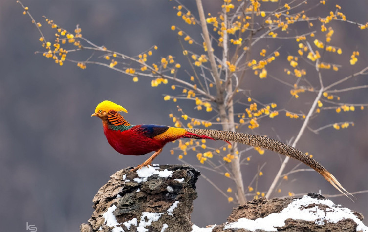 Golden Pheasant MacBook Background 2048x1294px