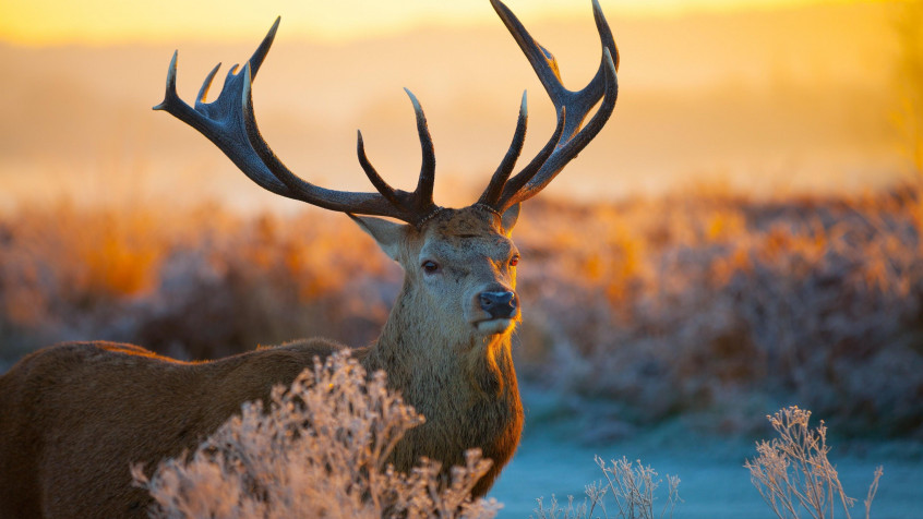 Deer 4k UHD Wallpaper 3840x2160px