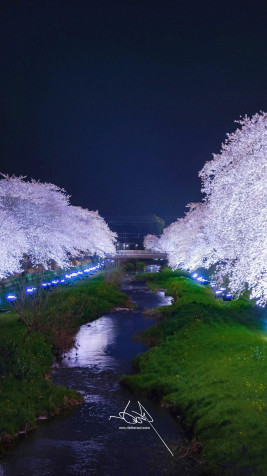 Japan Cherry Blossom Wallpaper for iPhone 1080x1920px