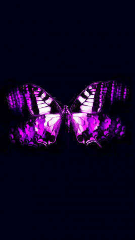 Butterfly Android Wallpaper Image 1080x1920px