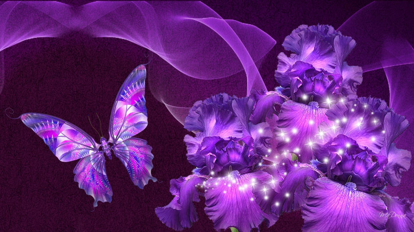 Butterflies Hd Full HD 1080p Wallpaper 1920x1080px