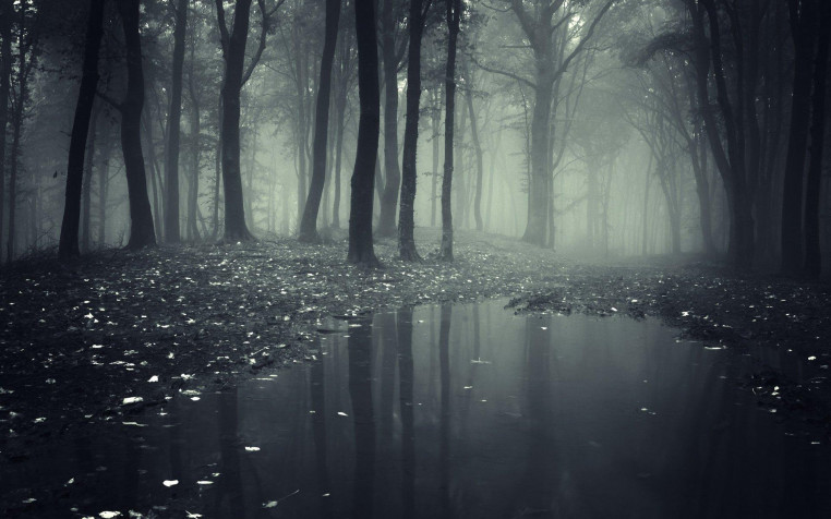 Dark Forest Widescreen HD Wallpaper 1920x1200px