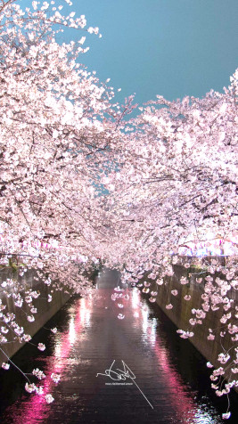 Japan Cherry Blossom iPhone Wallpaper 800x1422px