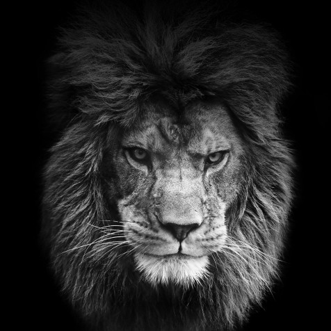 Lion Phone HD Background 2448x2448px