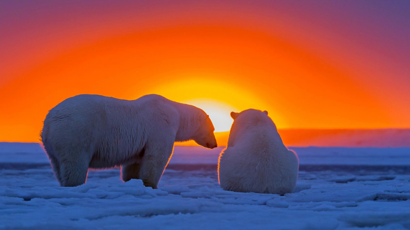 Polar Bear 2k QHD Wallpaper 2560x1440px