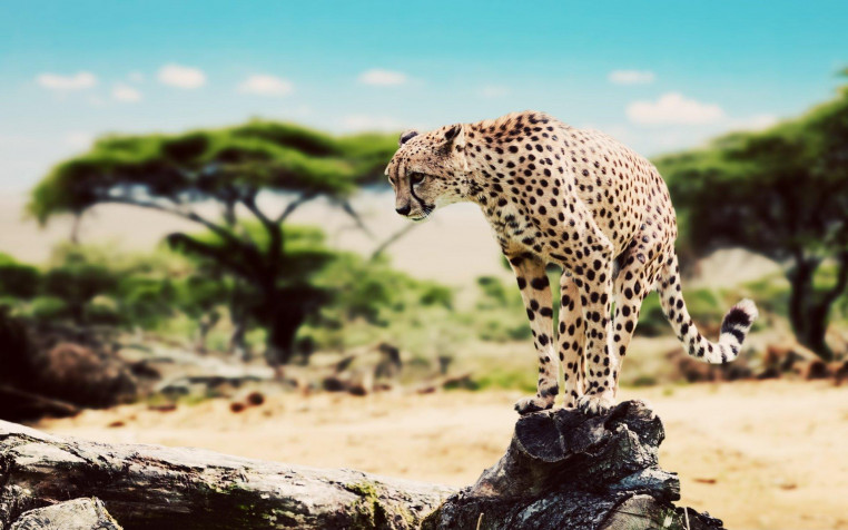 Gepard Widescreen HD Wallpaper 1920x1200px